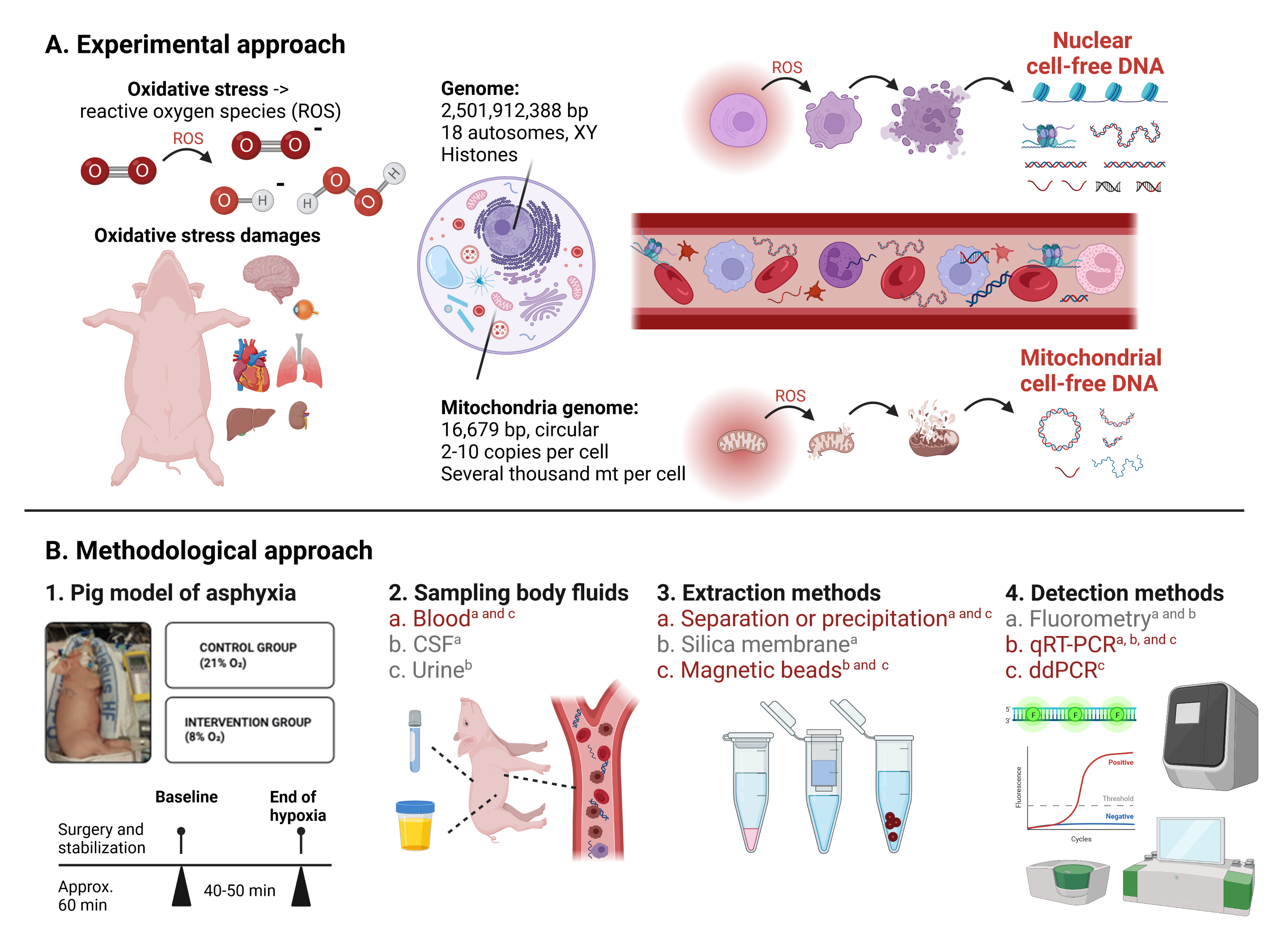 Experimental and methodological approaches to investigate the nature of cfDNA using a piglet model of perinatal asphyxia.